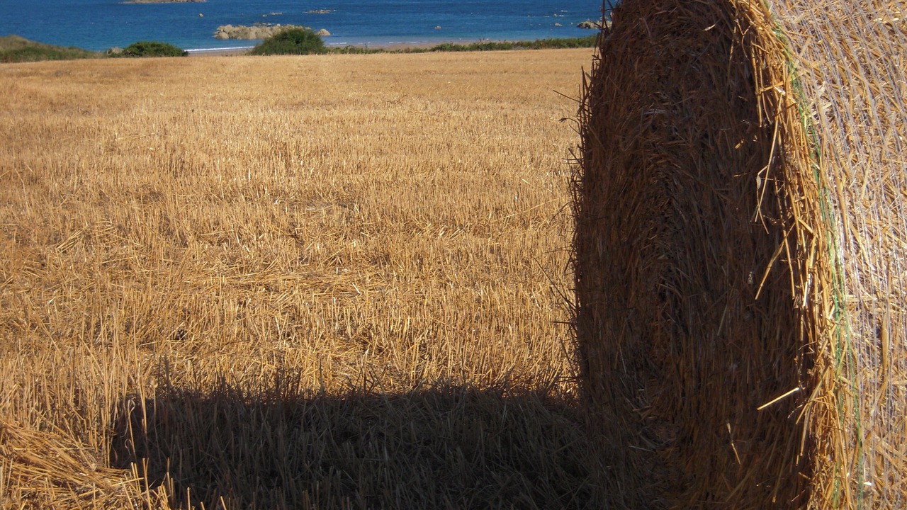 Photo of Others in Pleherel-Plage-Vieux-Bourg