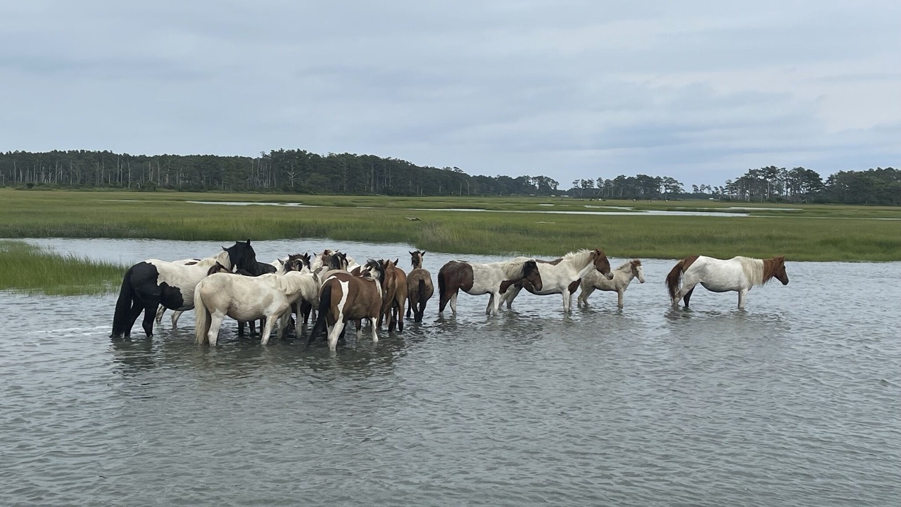 Photo of Outdoor in Chincoteague