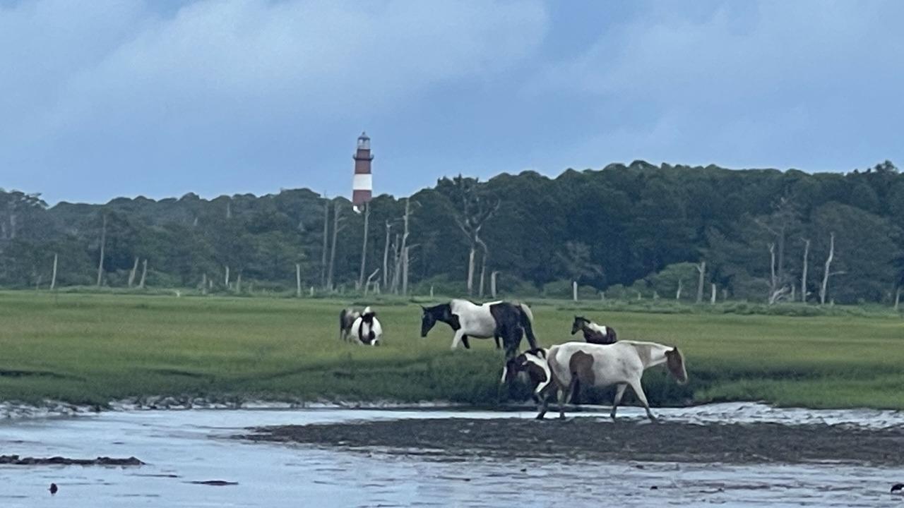 Photo of Others in Chincoteague