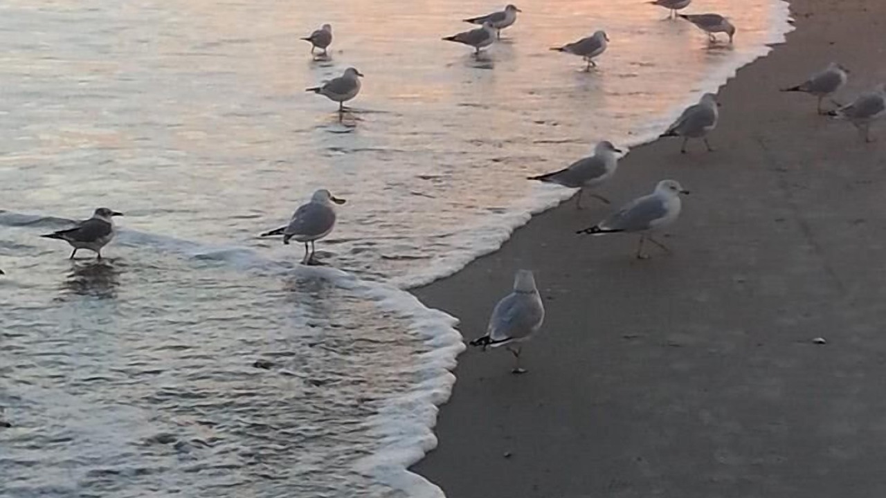 Photo of Others in North Ocean City