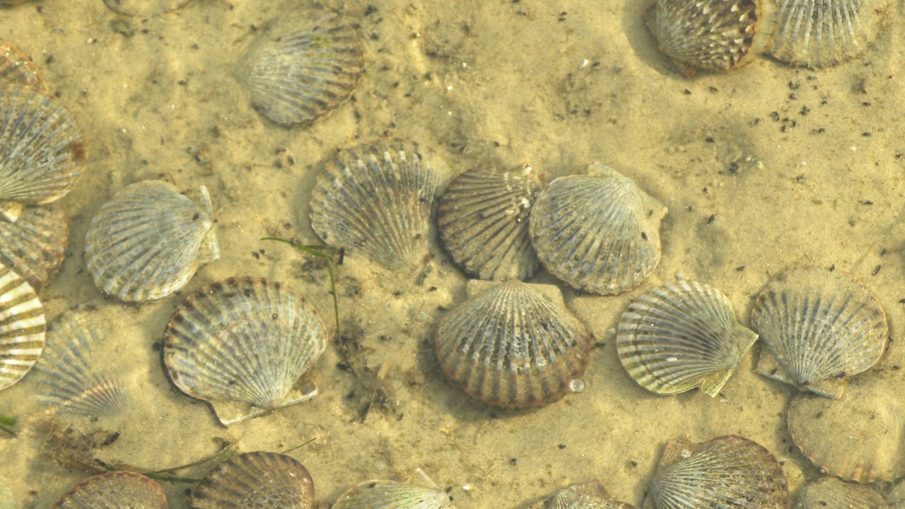 Photo of Others in Smith Point