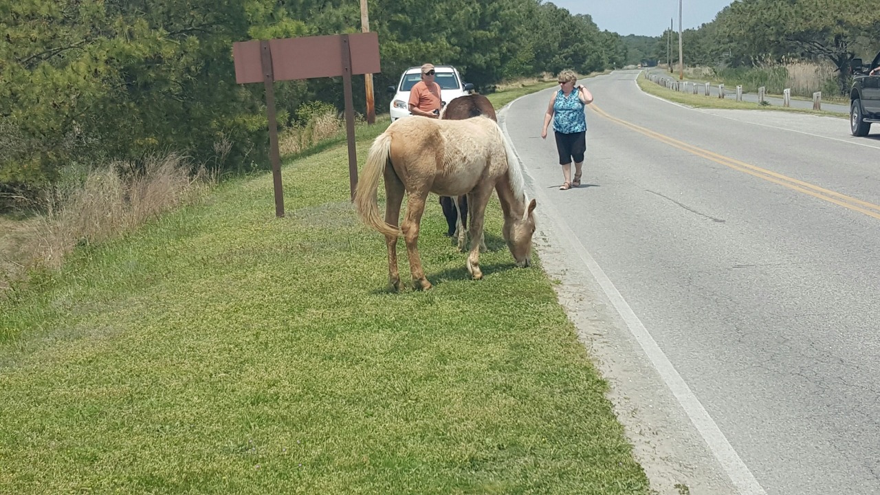 Photo of Others in Piney Island
