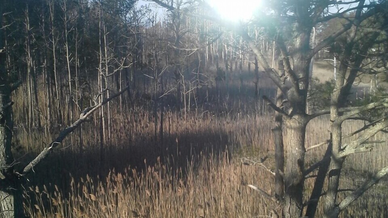 Photo of Others in Piney Island