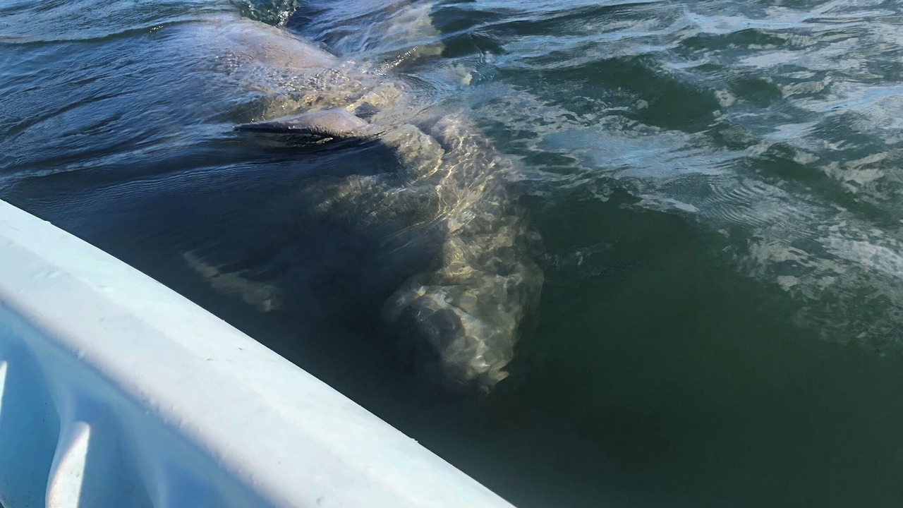 Photo of Others in Crystal River