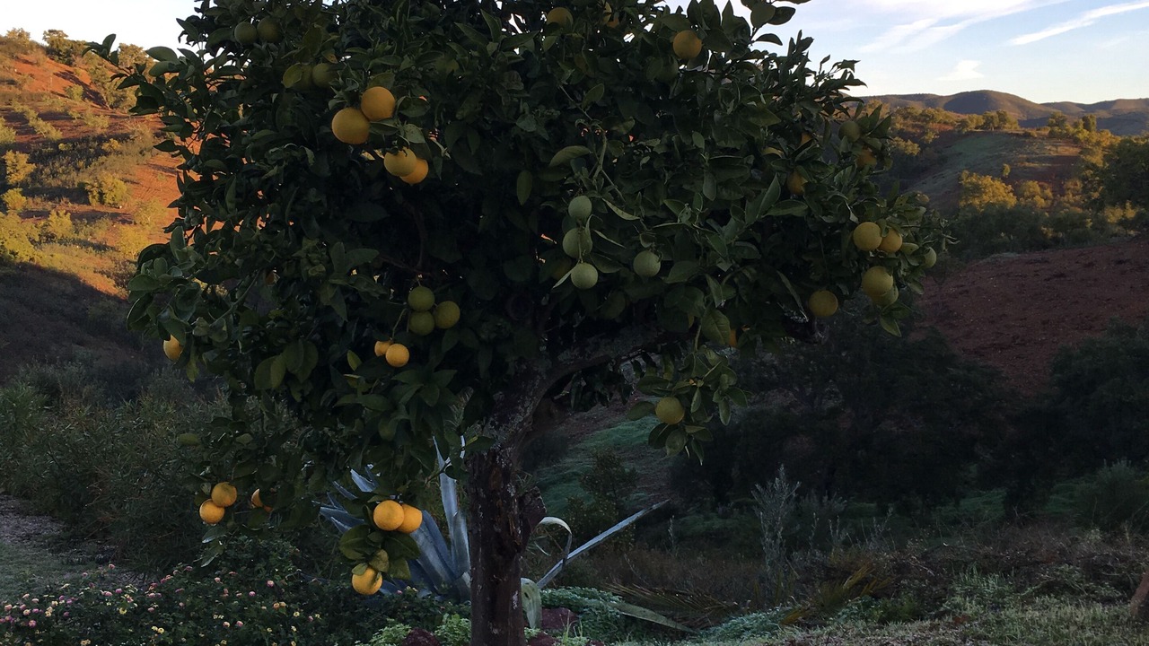 Photo of Outdoor in Fonte do Bispo