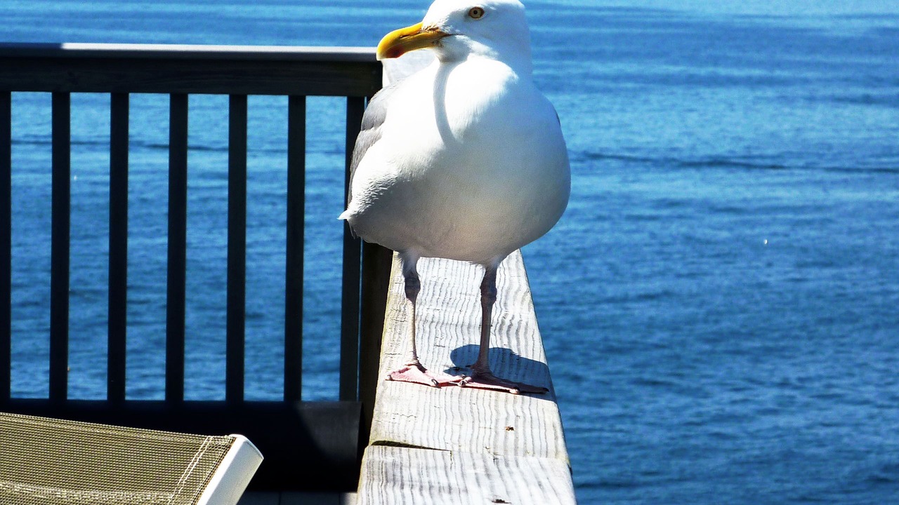 Photo of Others in Nahant