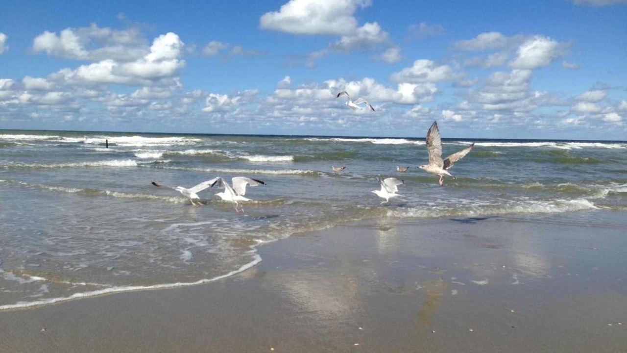 Photo of Others in 's-Gravenzande