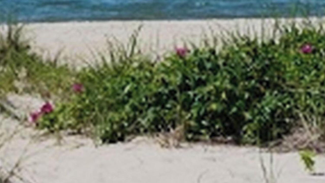 Photo of Others in West Hyannisport