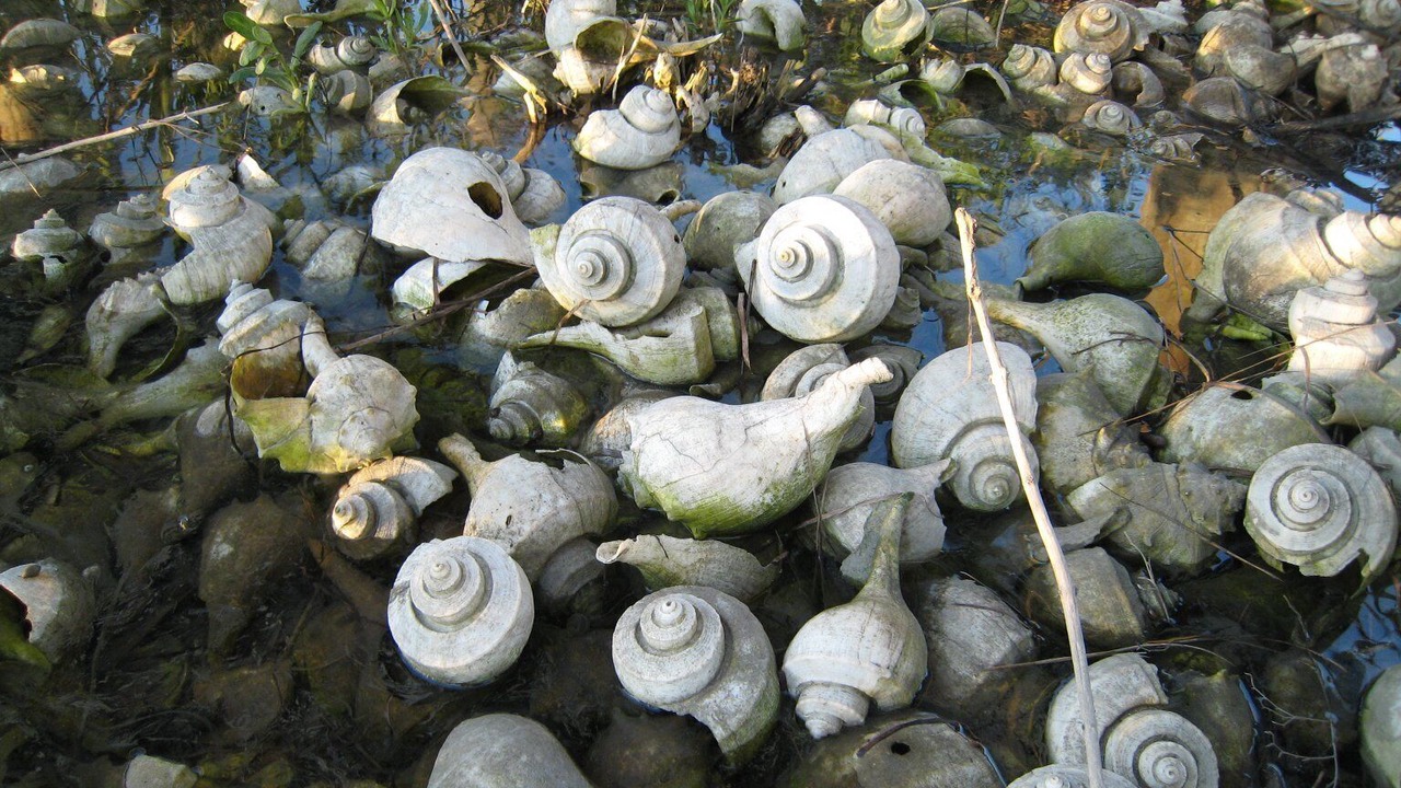 Photo of Others in Chincoteague