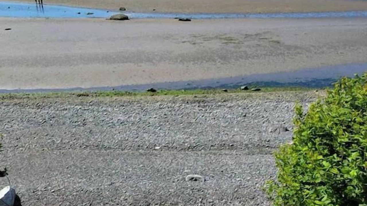 Photo of Others in Birch Bay