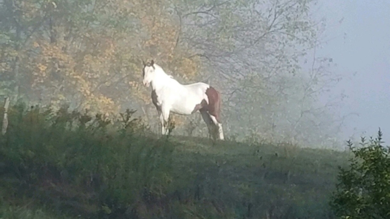 Photo of Outdoor in Fly Creek