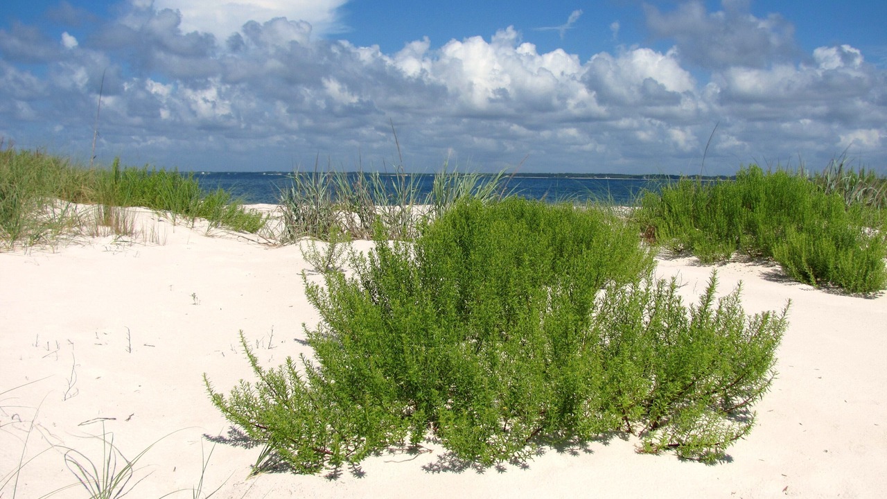 Photo of Others in Carrabelle
