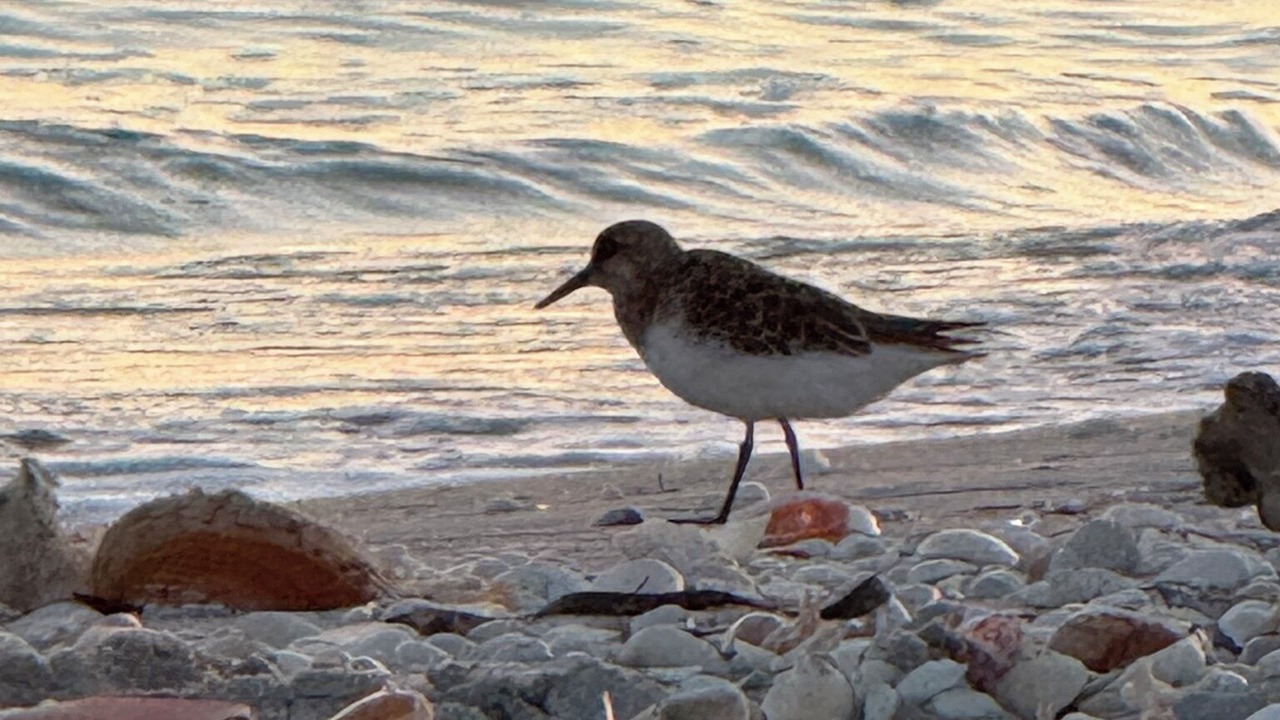 Photo of Others in Tradewinds