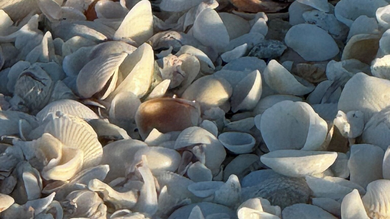 Photo of Others in Tradewinds