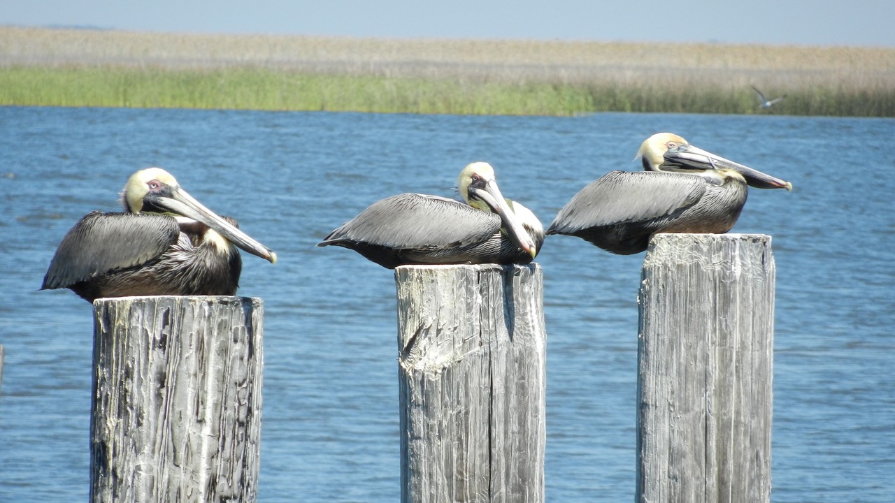 Photo of Others in Miramar Beach