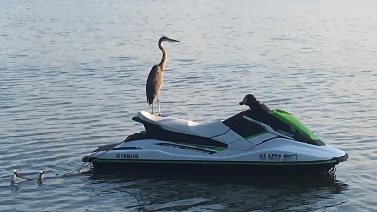 Photo of Others in North Shore