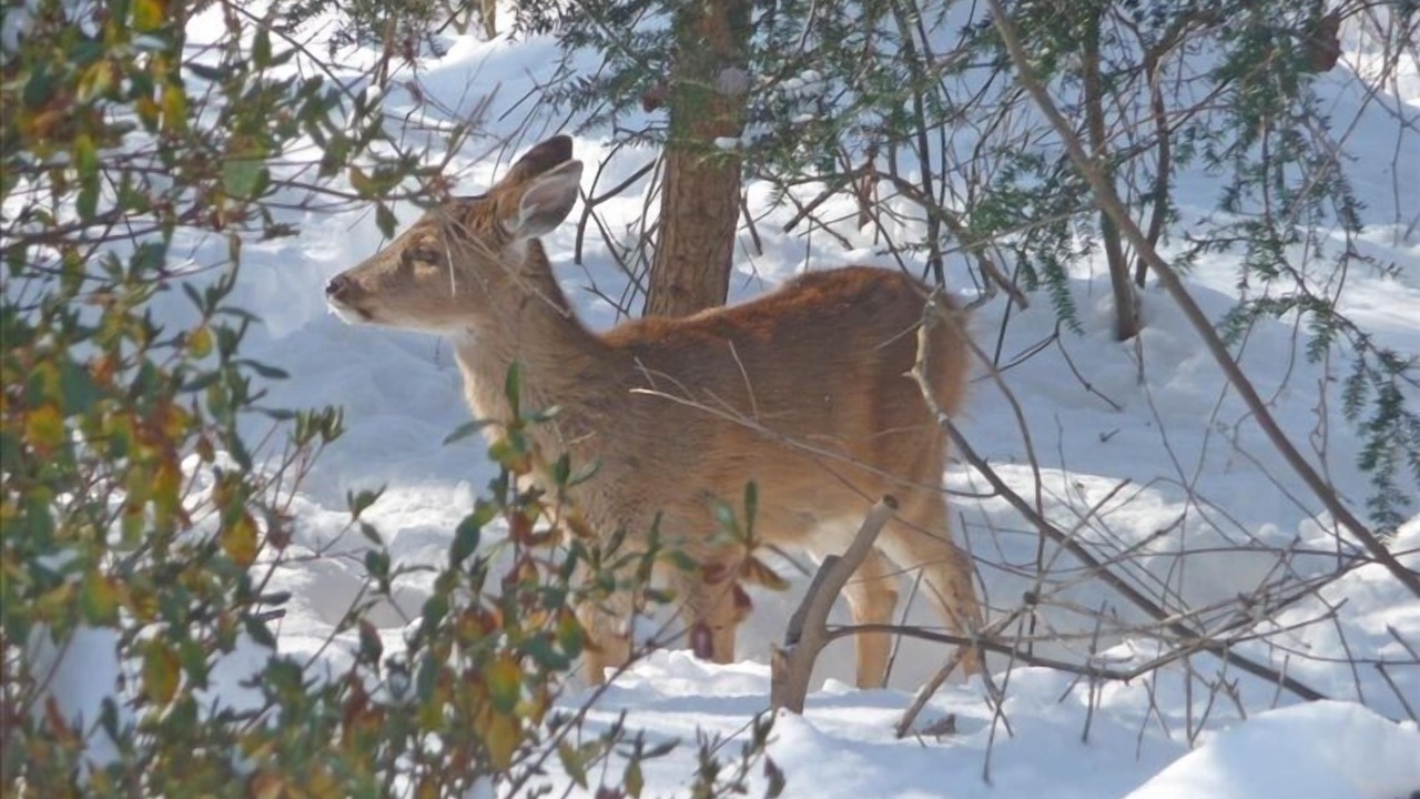 Photo of Others in Middleburg