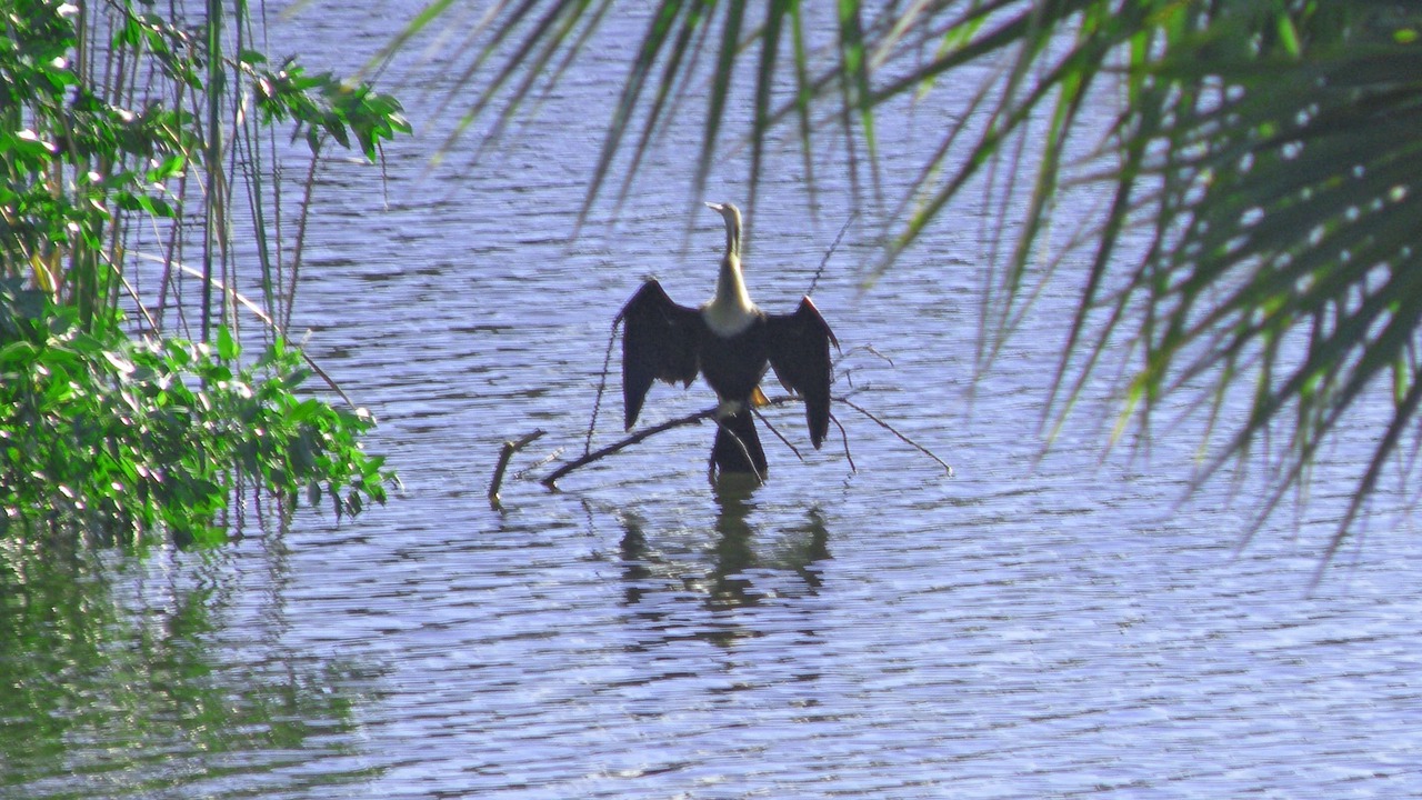 Photo of Outdoor in Sanibel