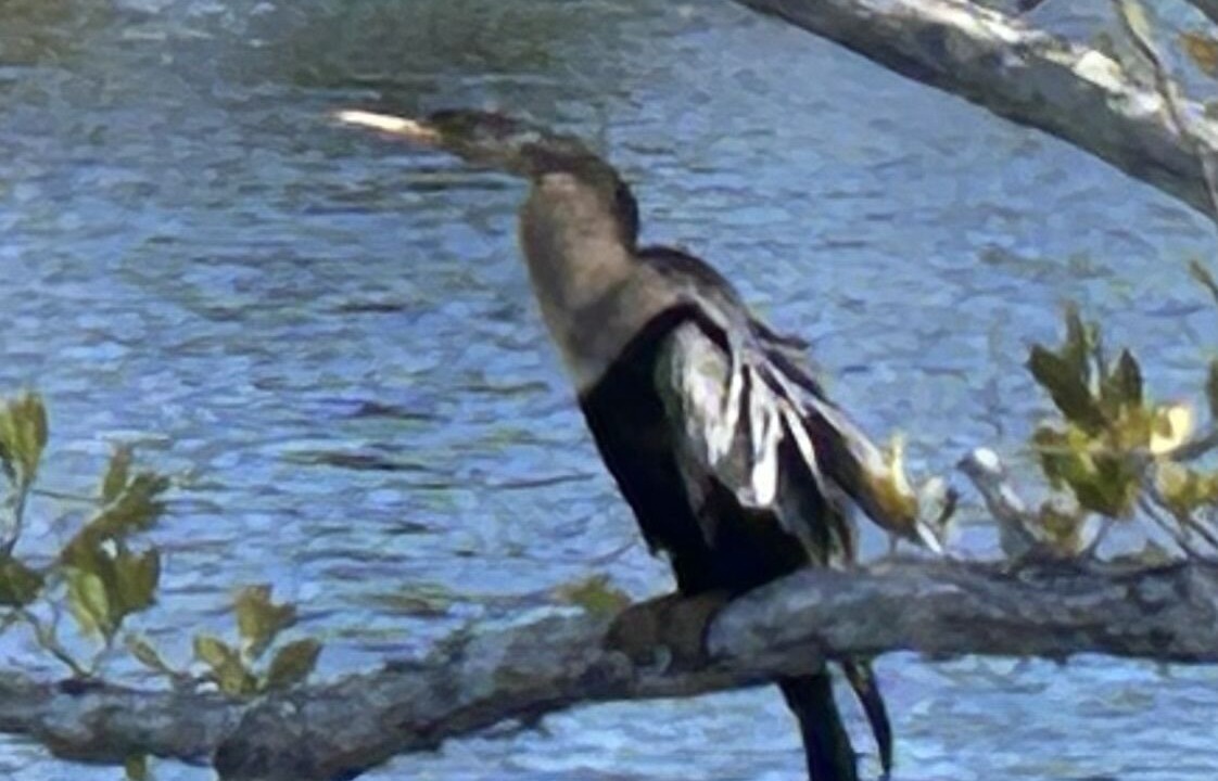 Photo of Outdoor in Sanibel