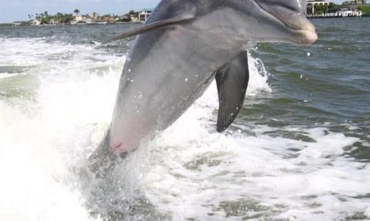 Photo of Others in Marco Island