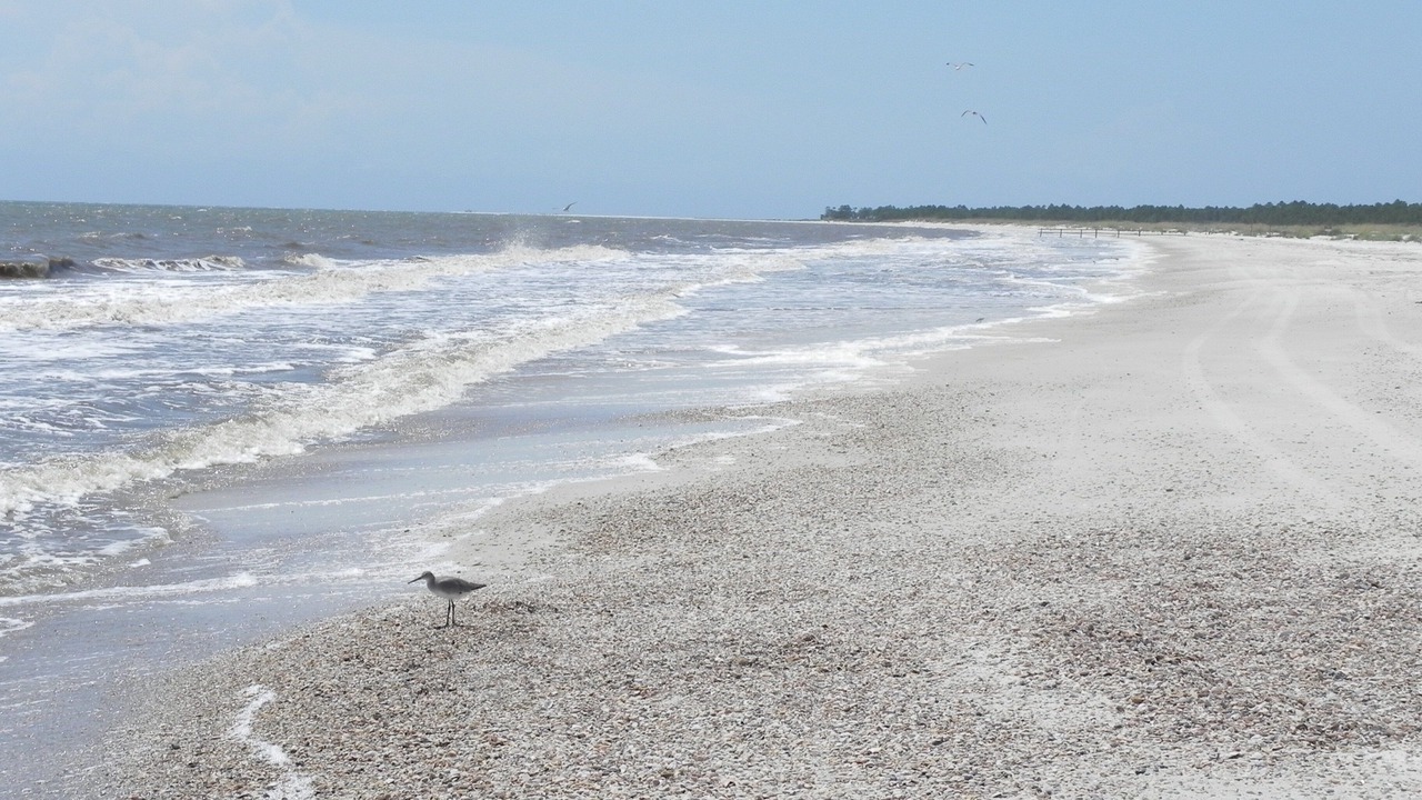 Photo of Others in Cape San Blas