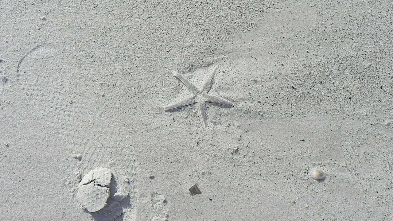 Photo of Others in Cape San Blas