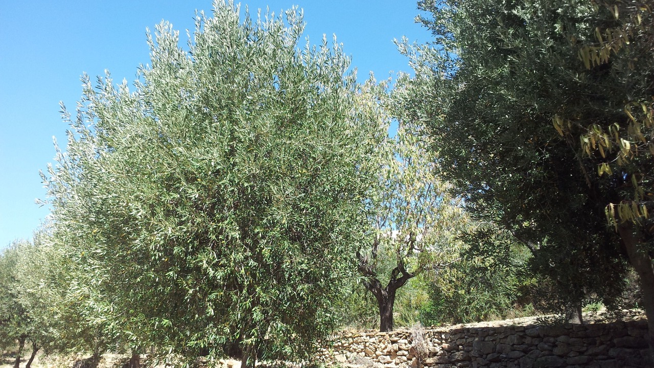 Photo of Outdoor in La Cadiere-d'Azur