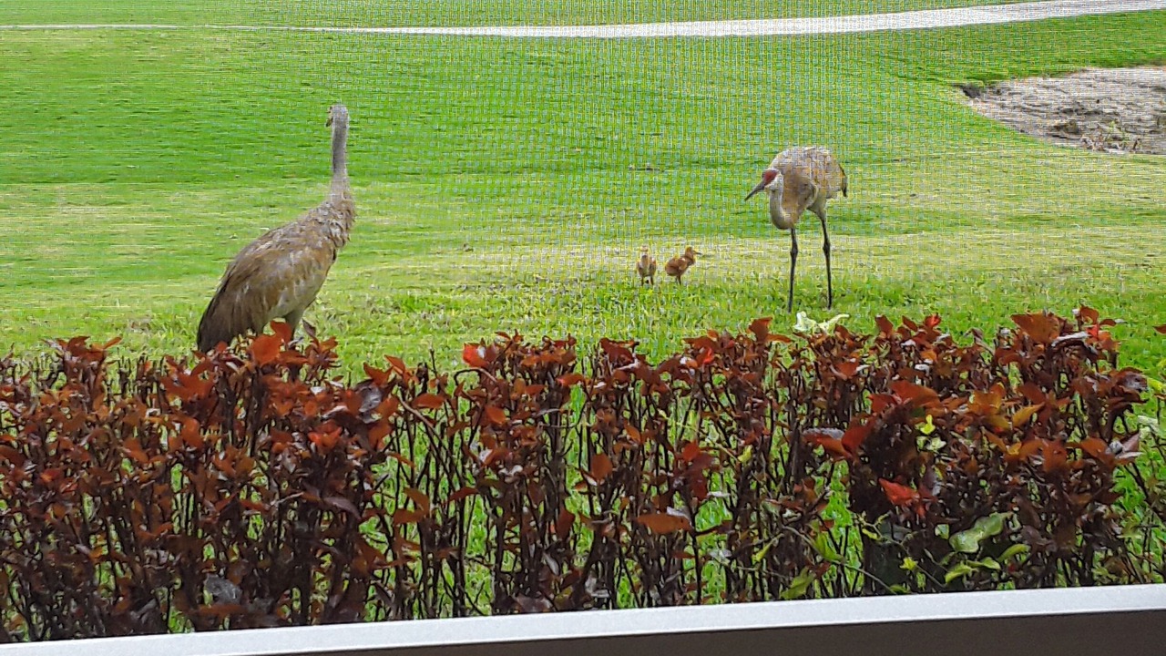 Photo of Others in Herons Glen