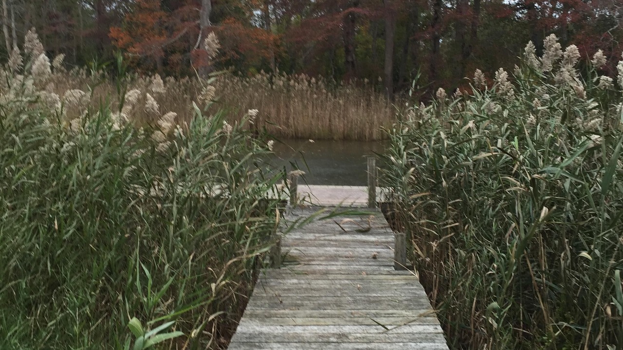 Photo of Outdoor in Mastic Beach