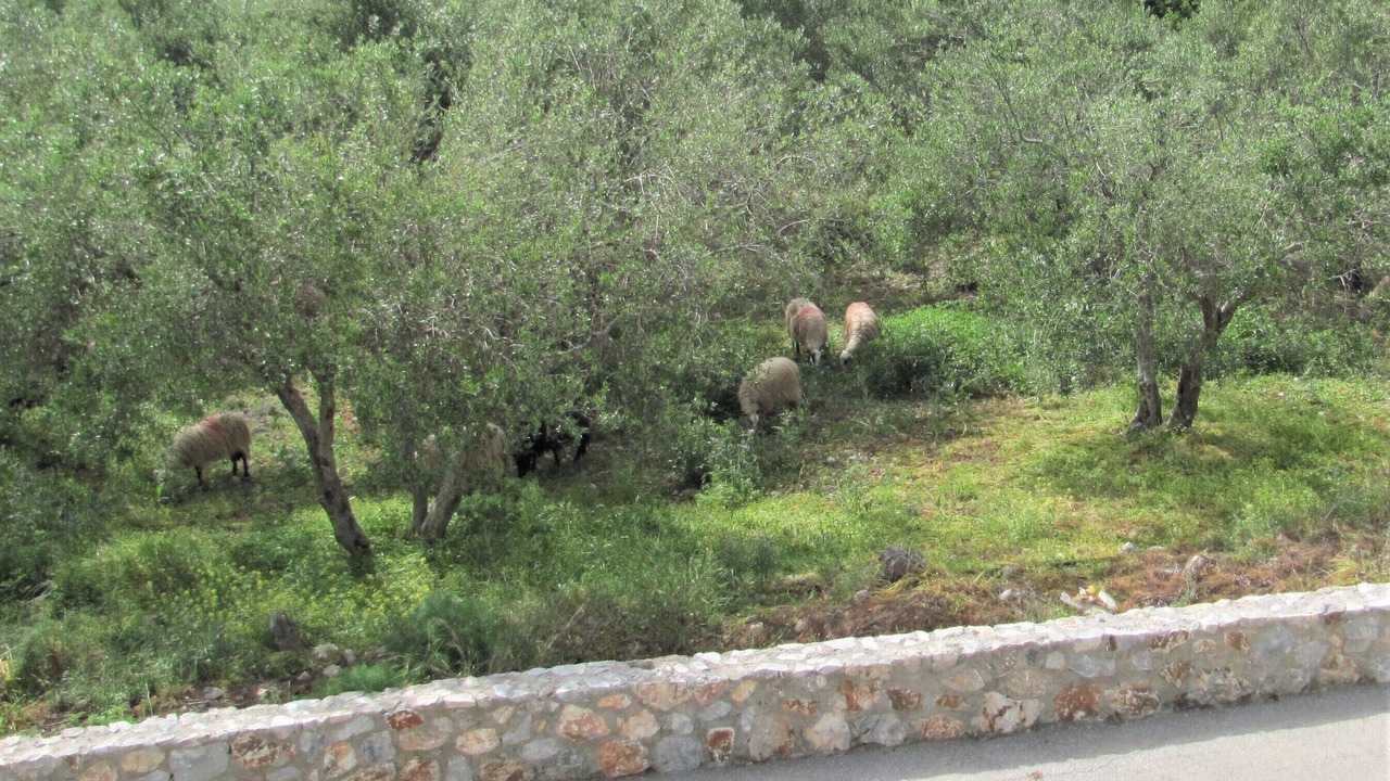 Photo of Others in Plaka