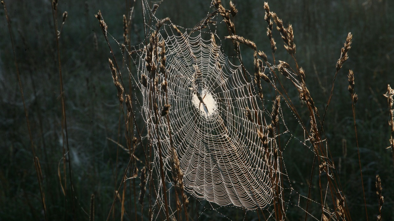Photo of Others in Blue Grass