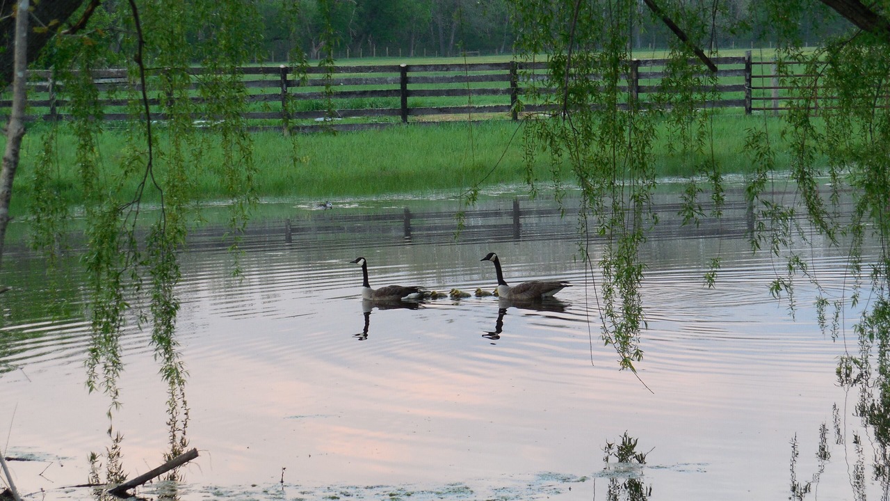 Photo of Others in Buena Vista