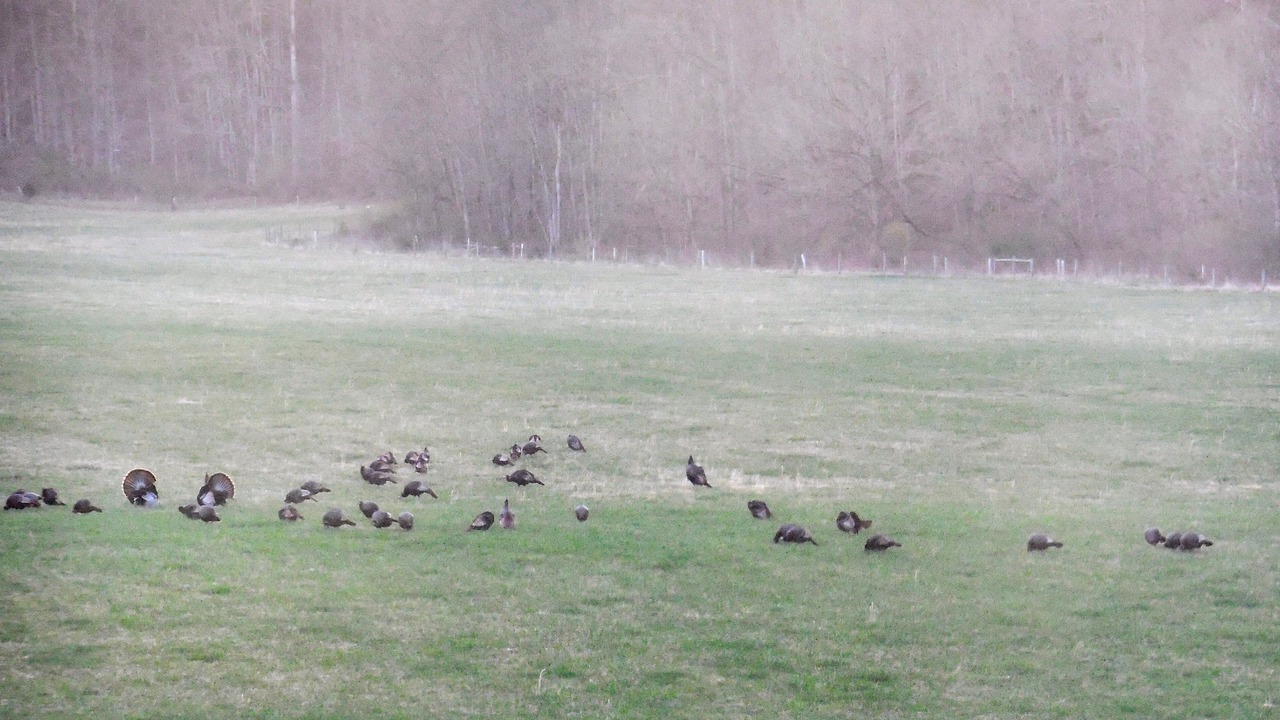 Photo of Others in Buena Vista