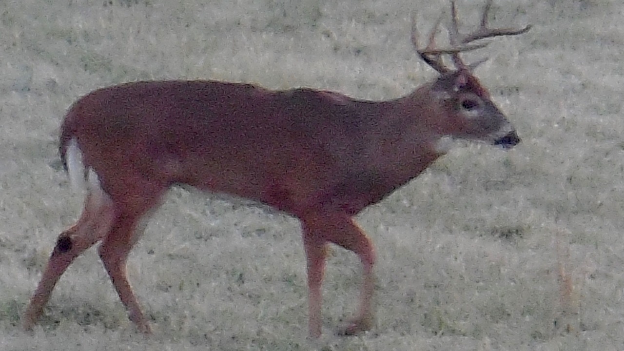 Photo of Others in Buena Vista