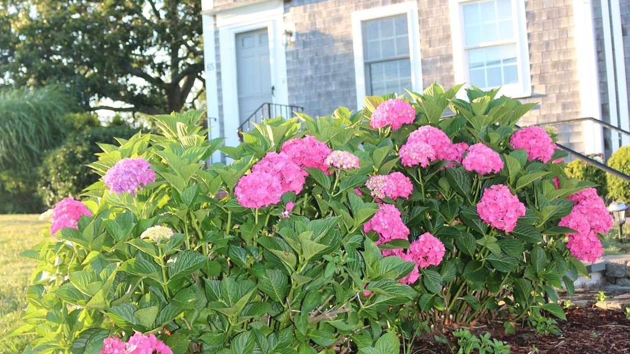 Photo of Outdoor in Chatham