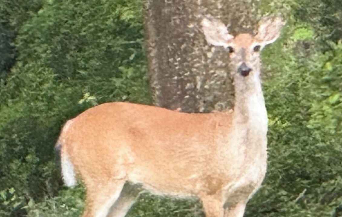 Photo of Others in Steinhatchee
