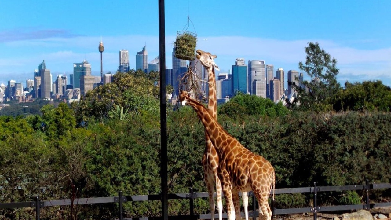 Photo of Others in Cremorne