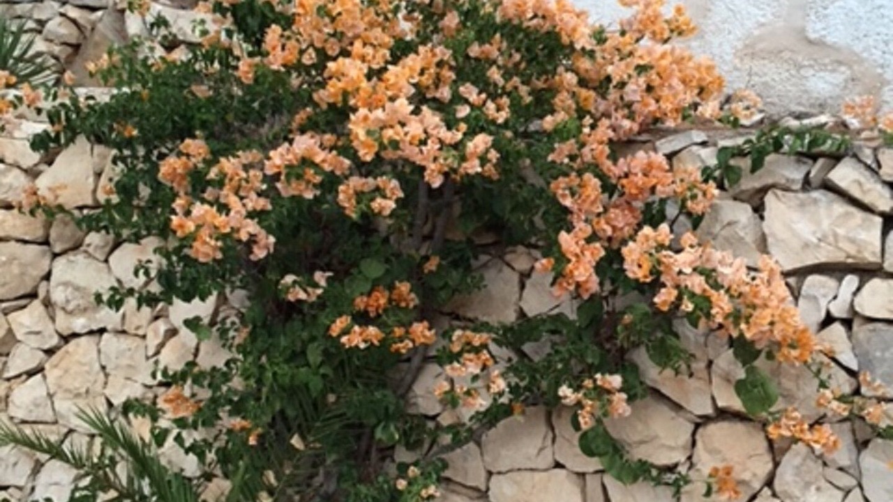 Photo of Outdoor in Montgo de Toscamar