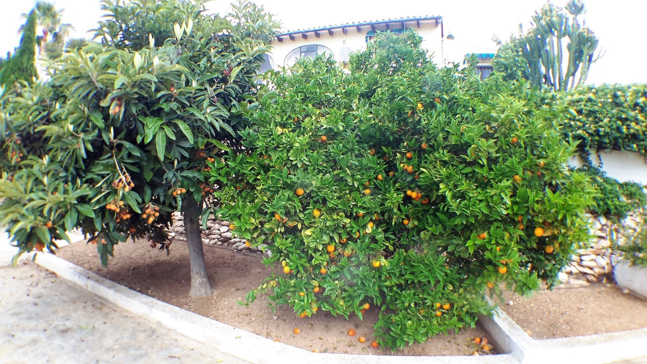 Photo of Others in Benimeit