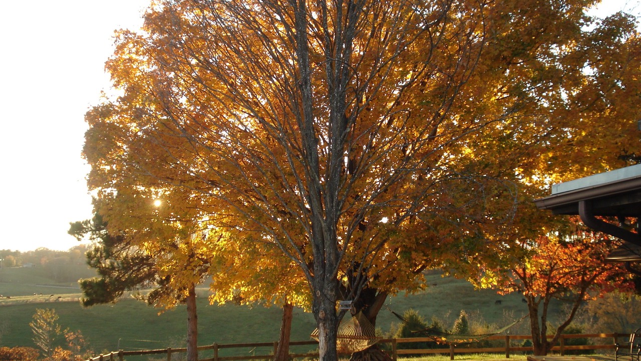 Photo of Others in Lexington