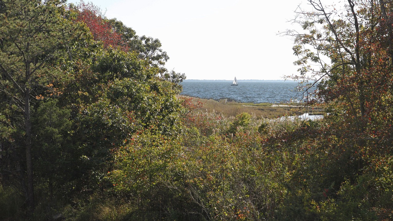 Photo of Others in East Patchogue
