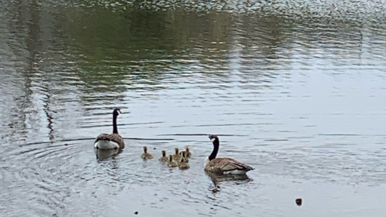 Photo of Others in South Hill