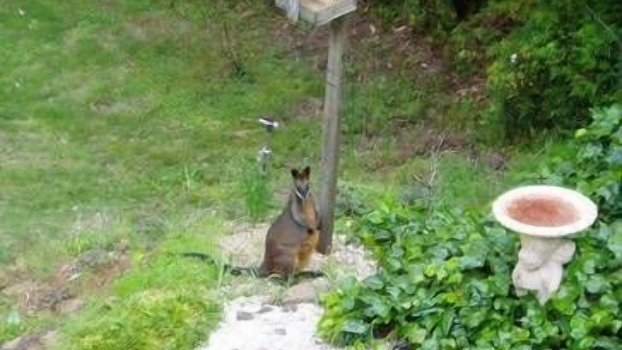 Photo of Outdoor in Leura