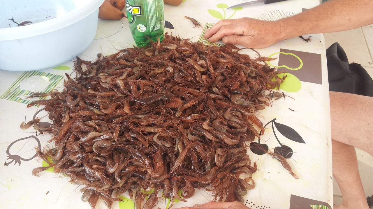 Photo of Others in Damgan