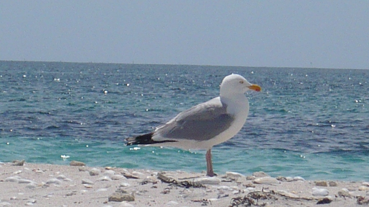 Photo of Others in Concarneau