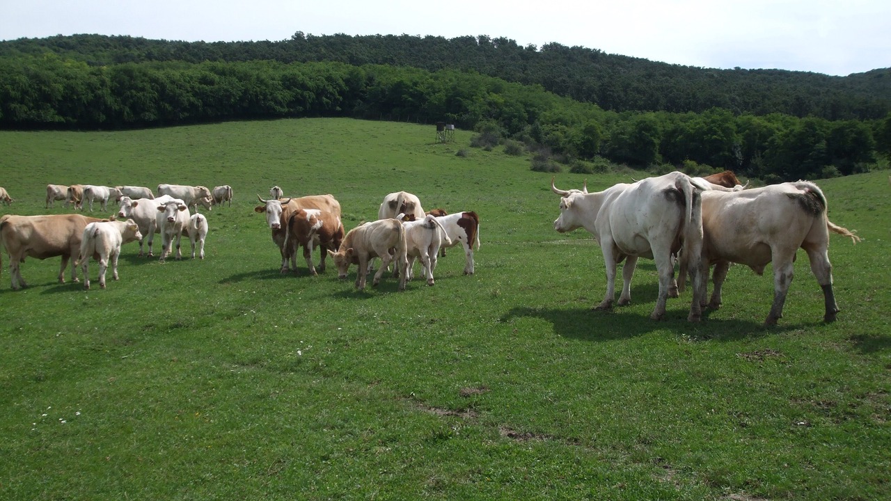 Photo of Outdoor in Dunaszentmiklos