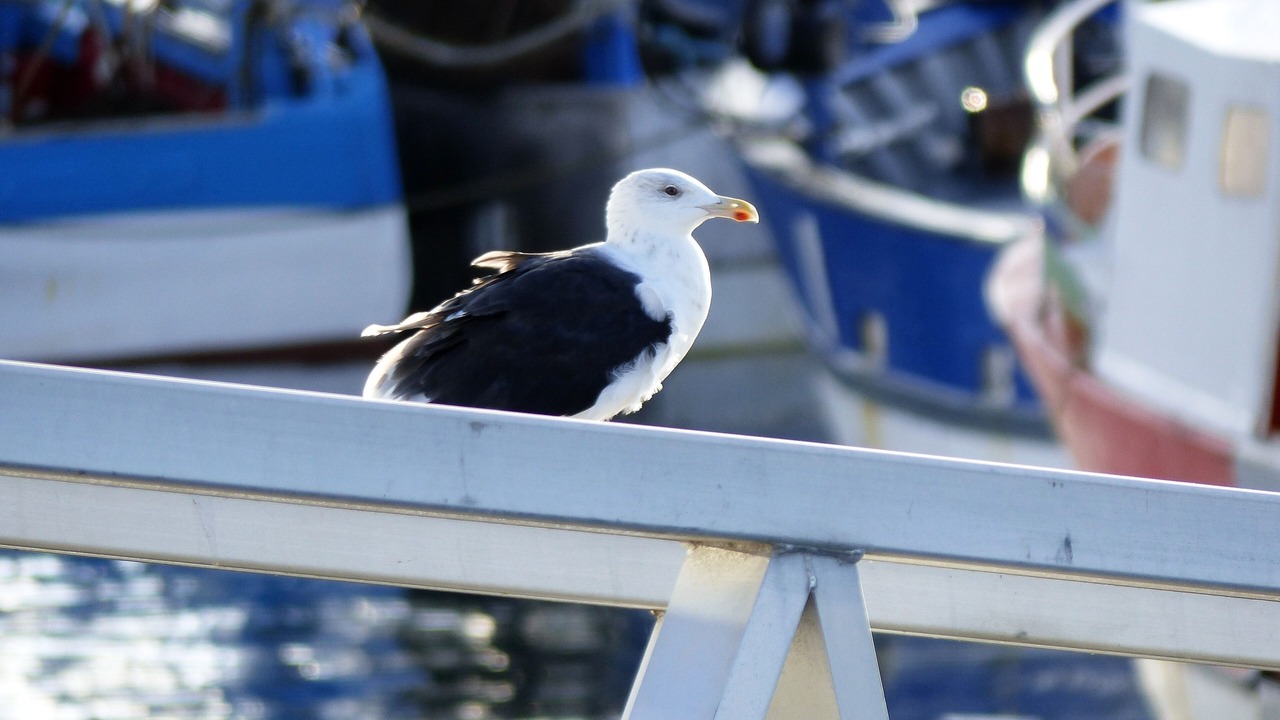 Photo of Others in Saint-Quay-Portrieux