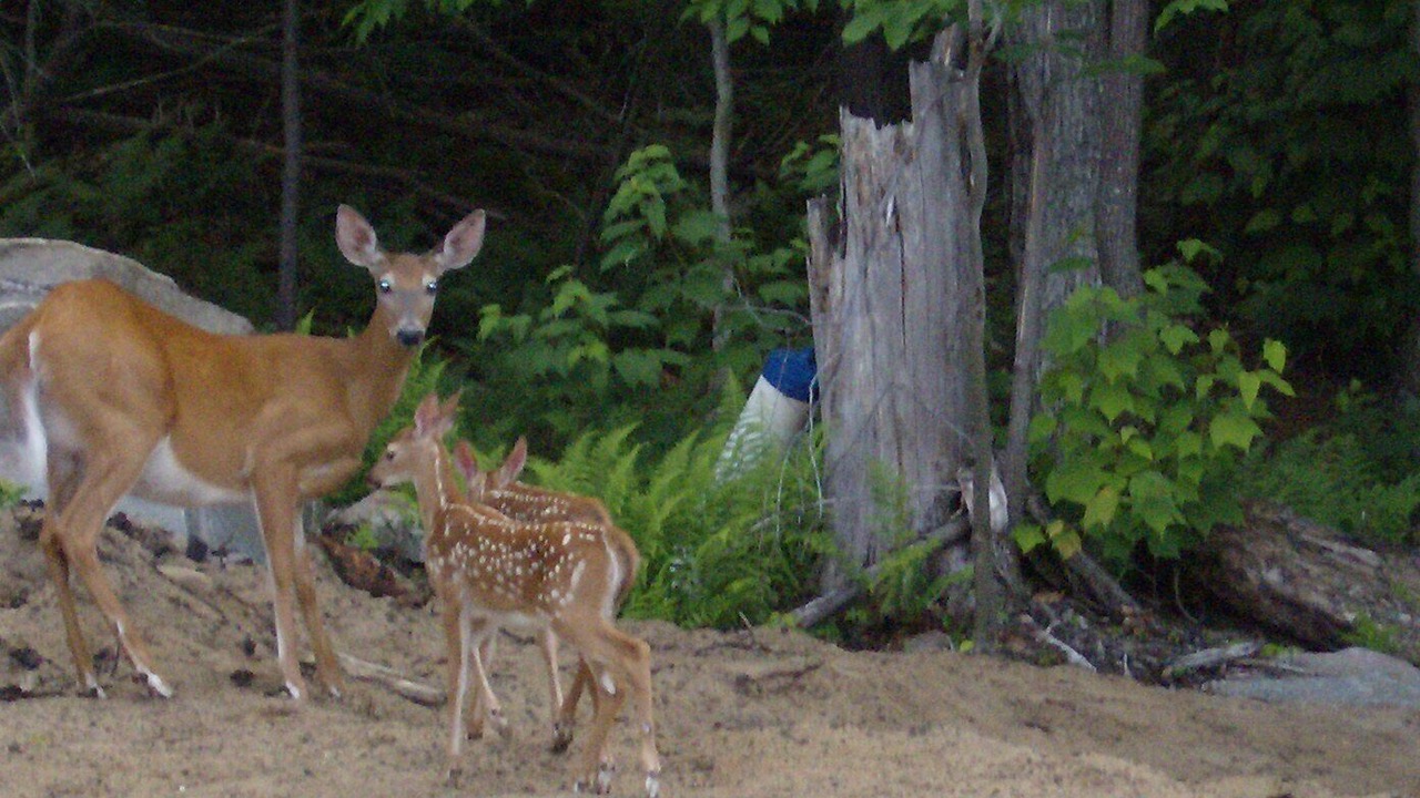 Photo of Outdoor in Old Forge