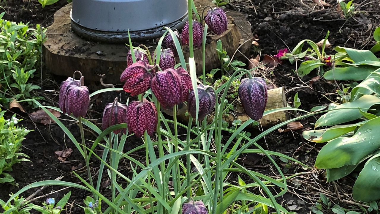 Photo of Outdoor in East Aurora