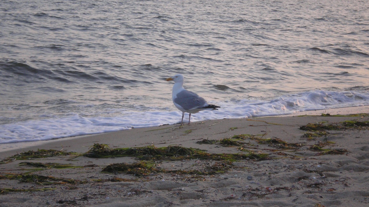 Photo of Others in West Chatham